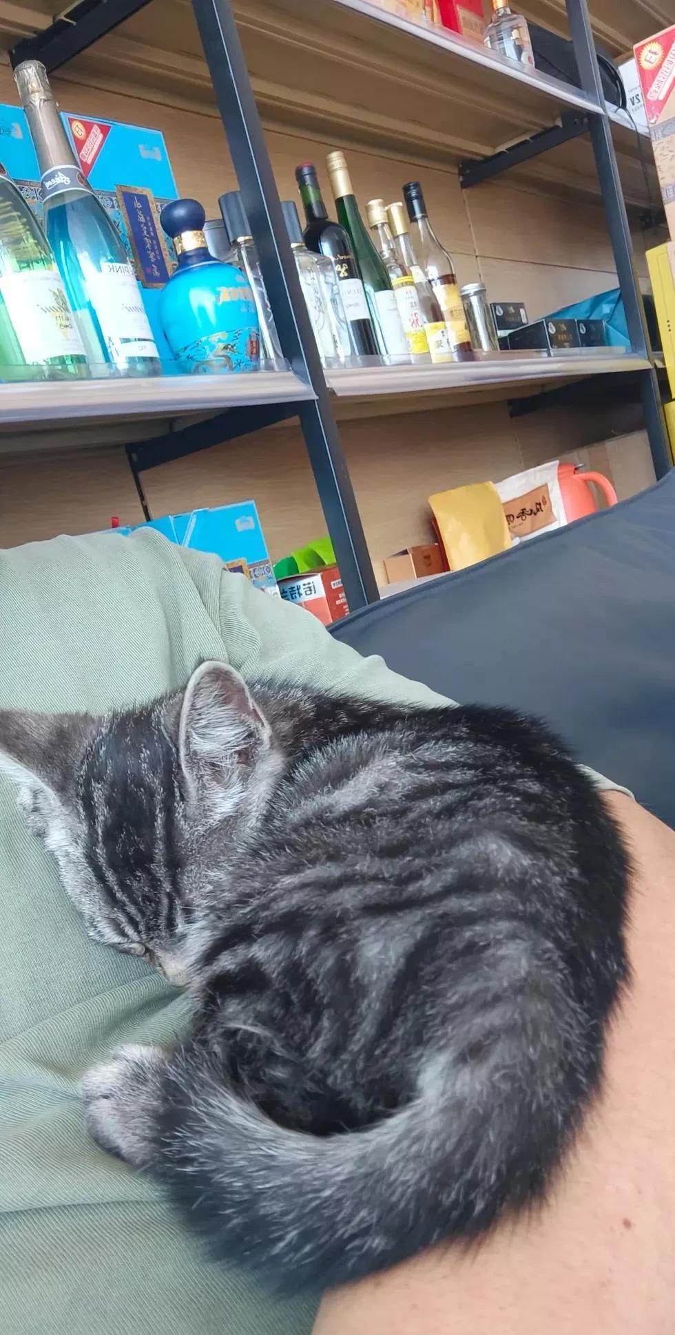 今天刚收的小奶猫，可粘人了！从天津偷偷爬上了一辆卡车，到我们这边的顺丰库房卸货，
