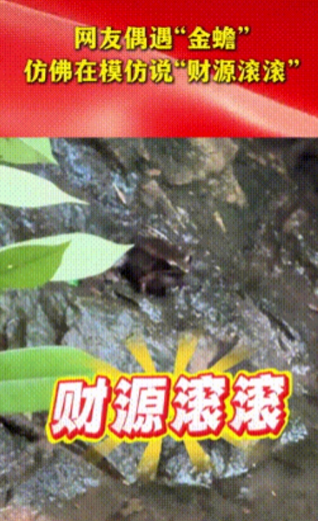 原来传说都是真的！”山东，一女子游玩期间，突然看见了趴在石头上的“金蟾”，于是女