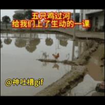 五只鸡过河：第一只母鸡非常勇敢，试探了一下水的深度，发现有点深，赶紧飞了过去，第