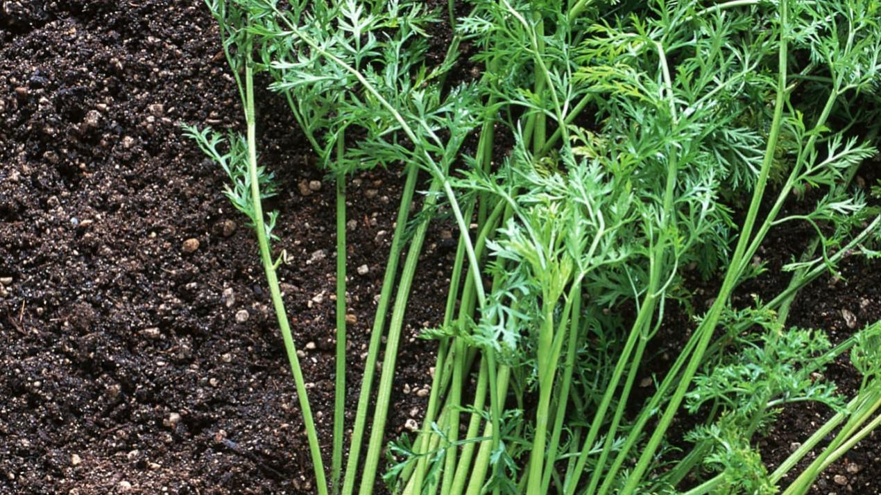 30天甘蔗甜心头，汗水浇铸就，福建莆田，甘蔗闽中秀