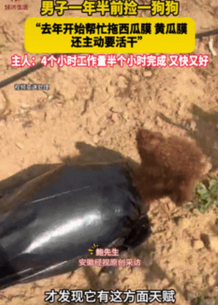 山东烟台，一男子在大棚里干农活时，看到狗子特别闲，于是突发奇想，将西瓜膜绑到它身