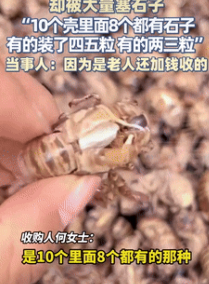 缺大德了！陕西铜川，一女子去收知了壳，因对方是老人，出于同情就加价收购，不料，回