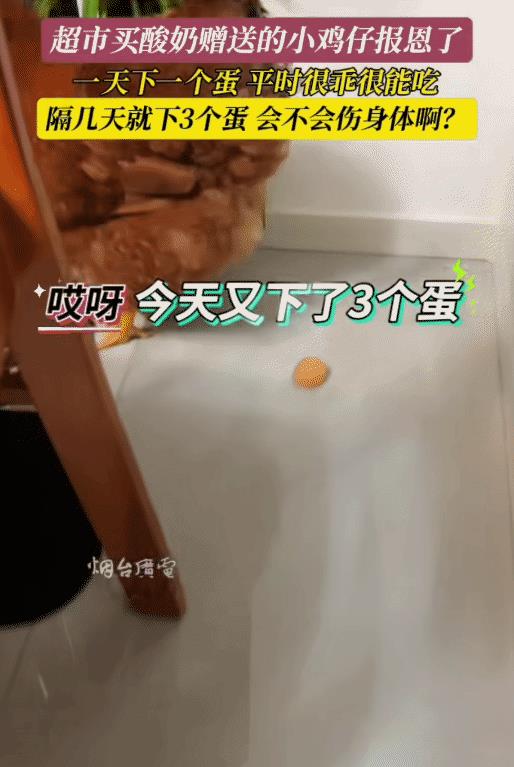 “万万没想到！”山东青岛，女子买酸奶赠的小鸡仔被她养大，每天下一个鸡蛋来报恩，有