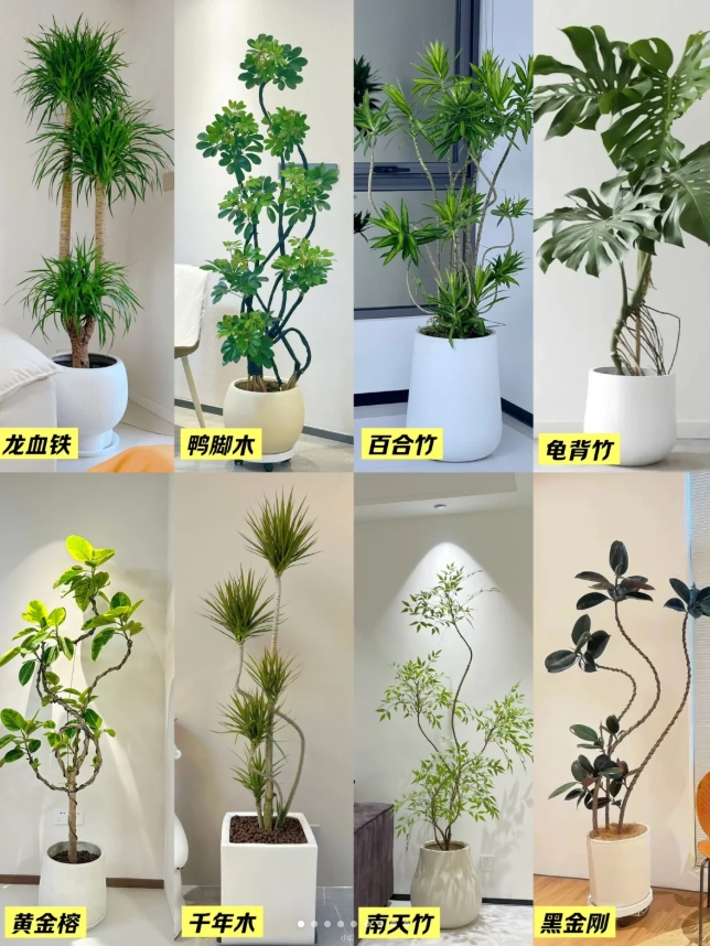 🌿 懒人狂喜！8 款「高颜值低门槛」绿植清单｜躺平也能养爆盆