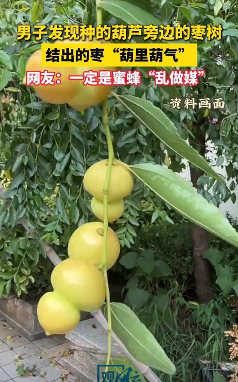 “意外的惊喜！”8月24日，山东青岛，一男子把枣树种在葫芦旁边，没想到，结出大枣