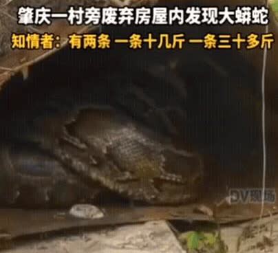 太吓人了！

广东肇庆，女子出门闲逛，发现一废弃屋内有动静，她以为是野猫，结
