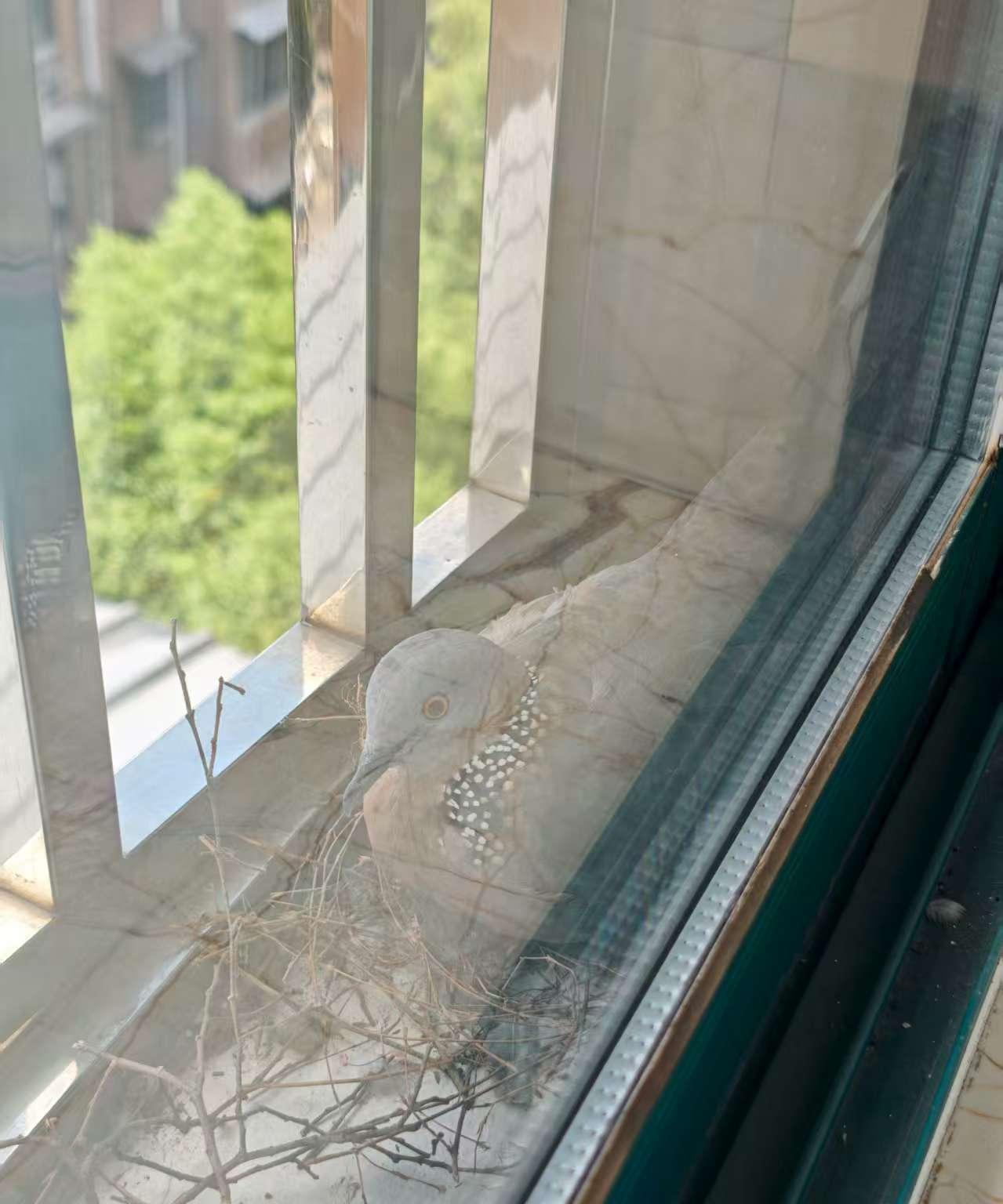 来了三天，第三天给了个惊喜