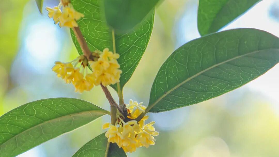 论文调查方法有哪些？写论文前一定要懂的几种调查方法