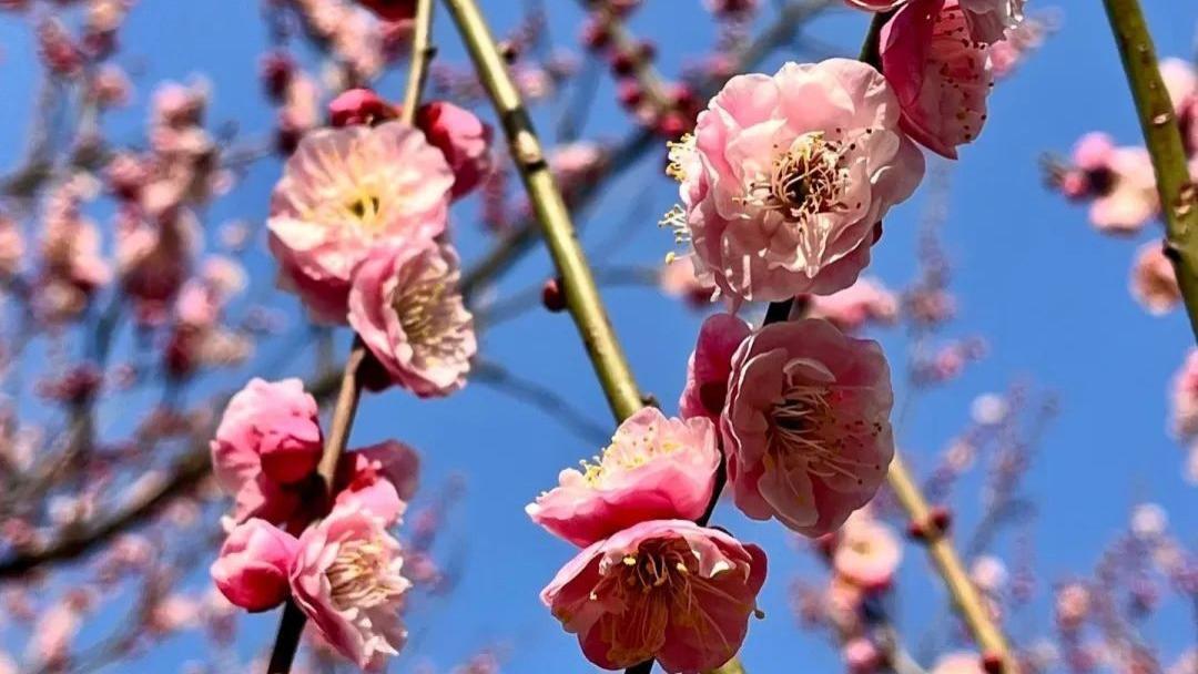江南梅花，谁家更美？