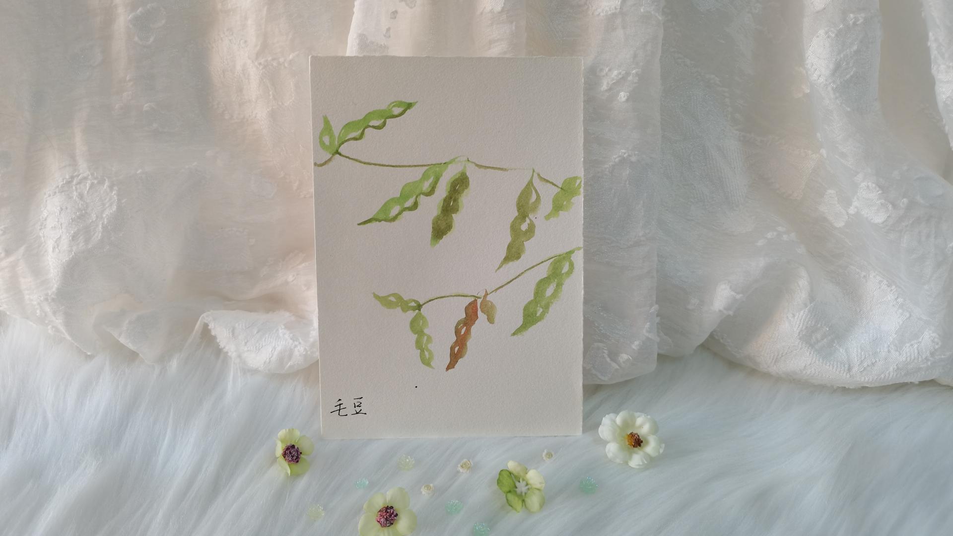 34 毛豆（绘画 | 水彩 | 果花甘05）