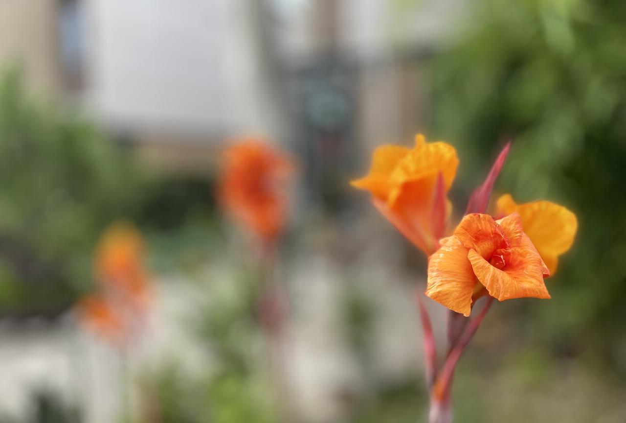 #分享一张随手拍的花。#开不败的美人焦