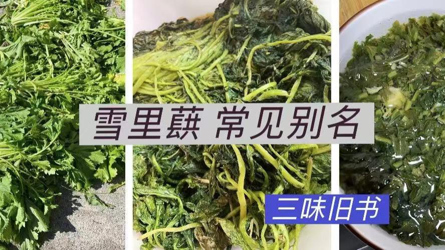 上海农村｜趣谈雪里蕻常见别名