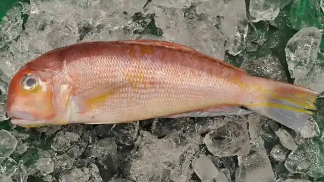 我国首次发现！2021年专家在广西鱼市发现待售的，体长可超40厘米