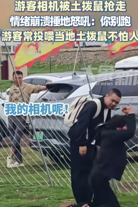 8月4日，海北州祁连县。女游客的相机被土拨鼠抢走，找不到相机后情绪崩溃捶地怒吼：