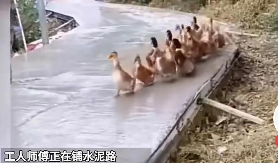 村口正在修路，工人们把水泥路浇筑好，刚抹平完，这时从路边草丛里过来一群鸭子，这二