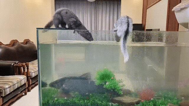 这主人太阔绰了