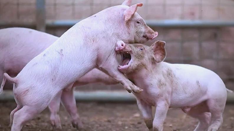 猪总是咬尾、咬耳是怎么回事？是不是缺营养或者太拥挤？