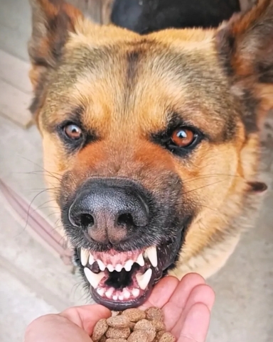 退役警犬黑豹，被遗弃在废库门前，直到它熟悉的脚步声再次响起