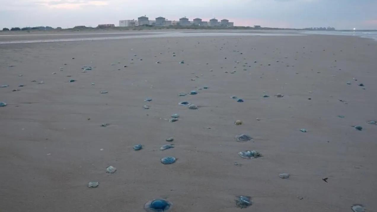 法国核电站遭受到水母入侵导致停运