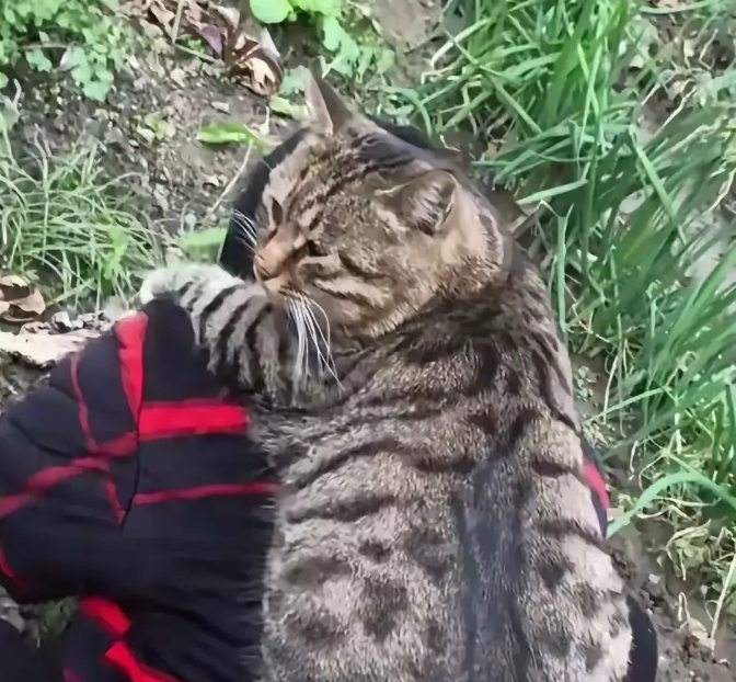 十二斤狸花猫被奶奶宠成 "猫中太子"！下地干活都背着走，网友：这哪是养猫，分明是养了个祖宗！
