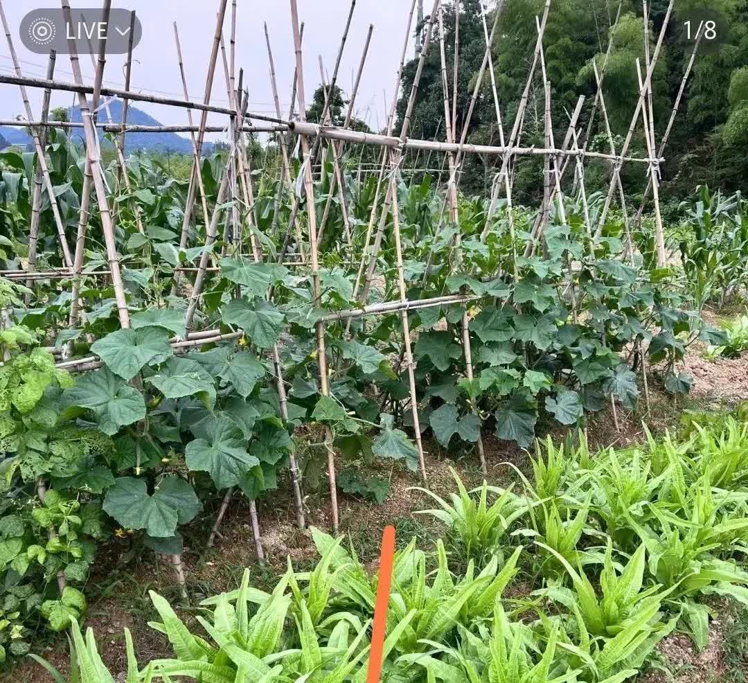 回乡下上坟，撞见邻居把我家空地种满菜！老公急得要拔，我赶紧拦住。地空着是事实，可