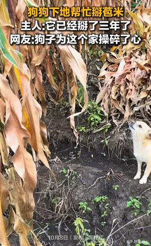 万物皆有灵性！黑龙江，一狗狗每到农忙时节就主动去地里帮主人掰玉米，已经连续干了三