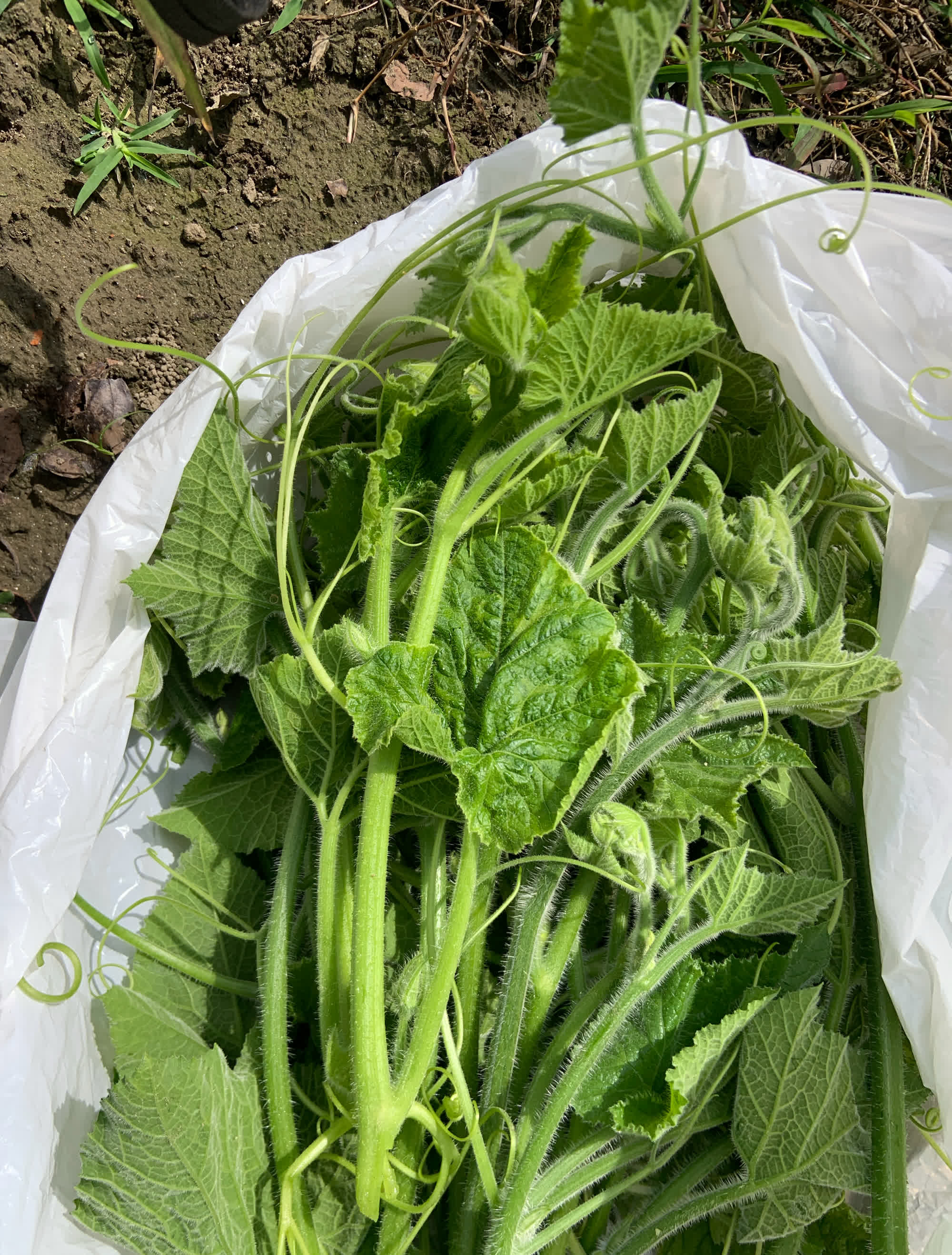 劳动的果实，新鲜采摘，纯绿色。
有谁知道图六是什么植物的花吗？