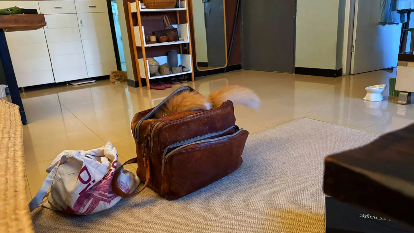 小猫也要一起出差了
自己先跳进了行李箱里

