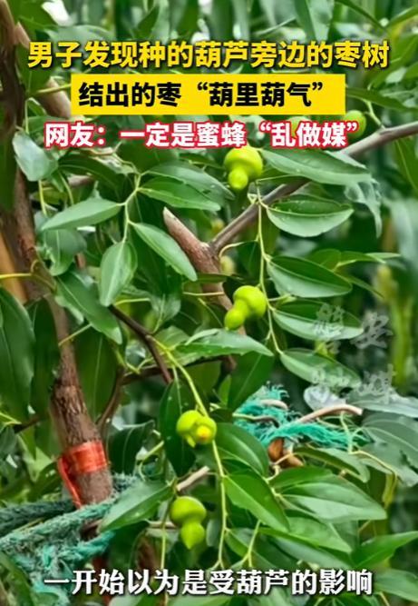 “太不可思议了！”山东，一男子图省事把葫芦种在了枣树的旁边，没想到，枣树结出的枣