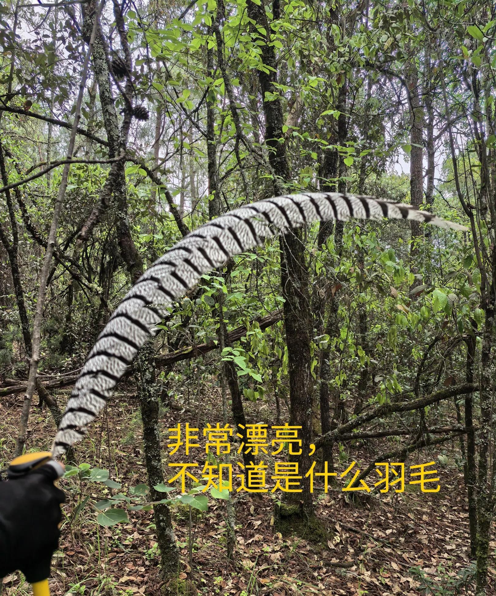 爬大山，捡到的，大家认识吗？