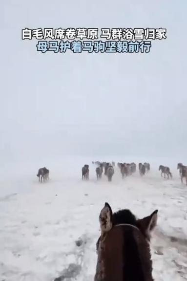 野马群在暴雪中围成“肉盾阵“，老牧人镜头抖成筛：这仗势头回见！
四月本该是草芽顶