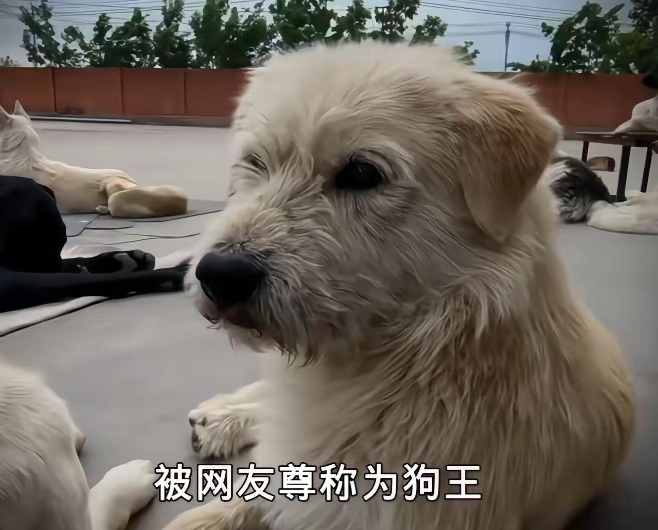 承德狗界“潦草王”，火到全世界的下司犬，凭什么封王？