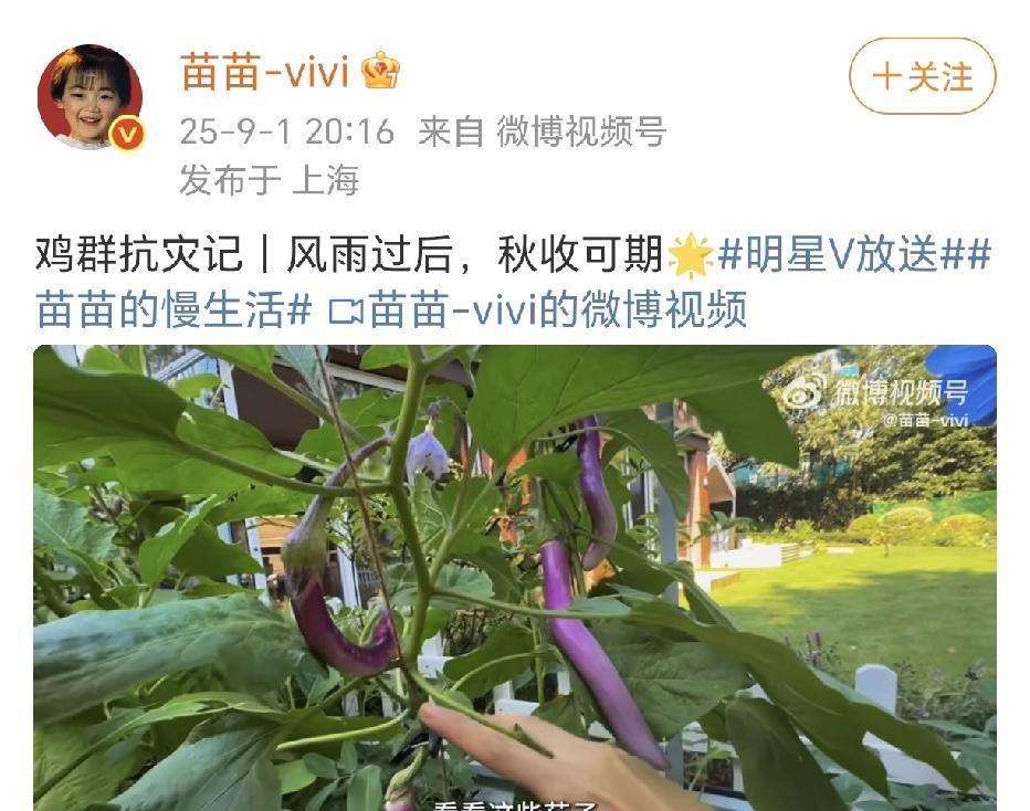 苗苗种菜养鸡很用心！
看完视频，对苗苗有了新的认识，有些佩服。很真实的种蔬菜，养