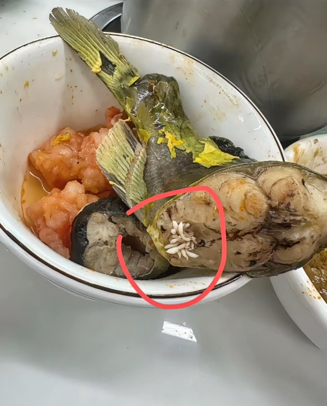 吃鱼看到了这个，是什么？