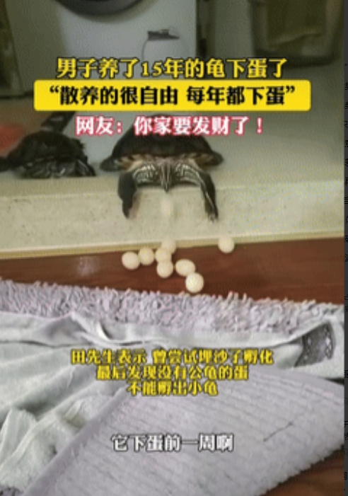 “意外的惊喜！”辽宁大连，一男子去卫生间时，突然发现养了15年的龟倒趴在门槛上，