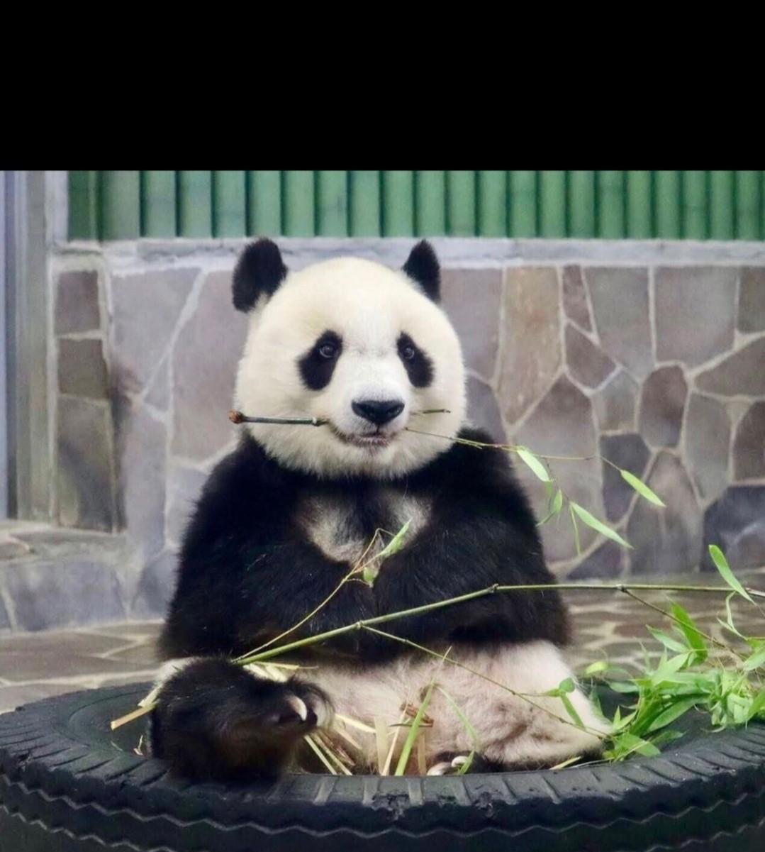 今天看到超让人落泪的消息！
旅日25年的大熊猫旦旦（中国名爽爽）标本，终于在6月