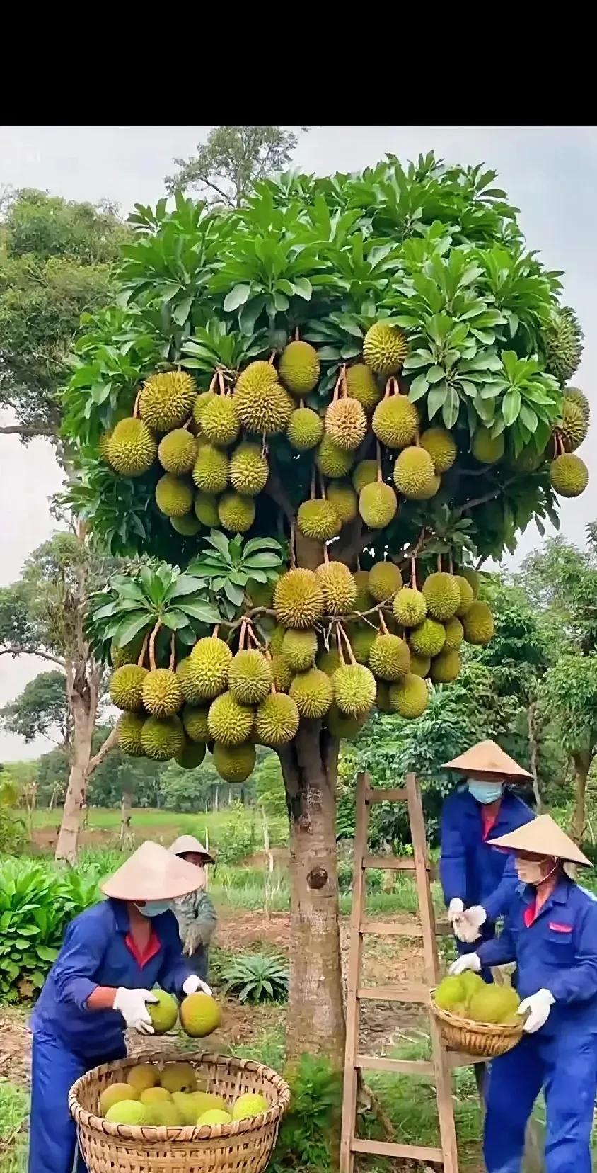 唉约我滴天啊
这棵是啥果树啊
真的是百子千孙哈
全家老小是来报恩的吗
这回可发大
