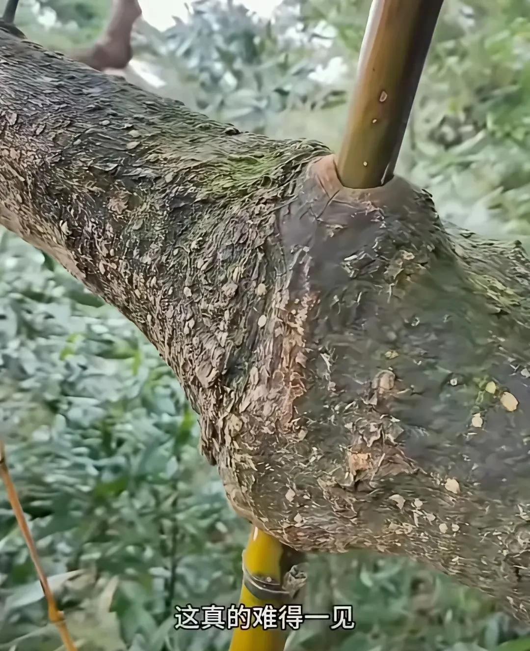 [呲牙]这不是竹穿树而是树包竹。二者都是速生植物。二者结合时间约五、六年。南方一
