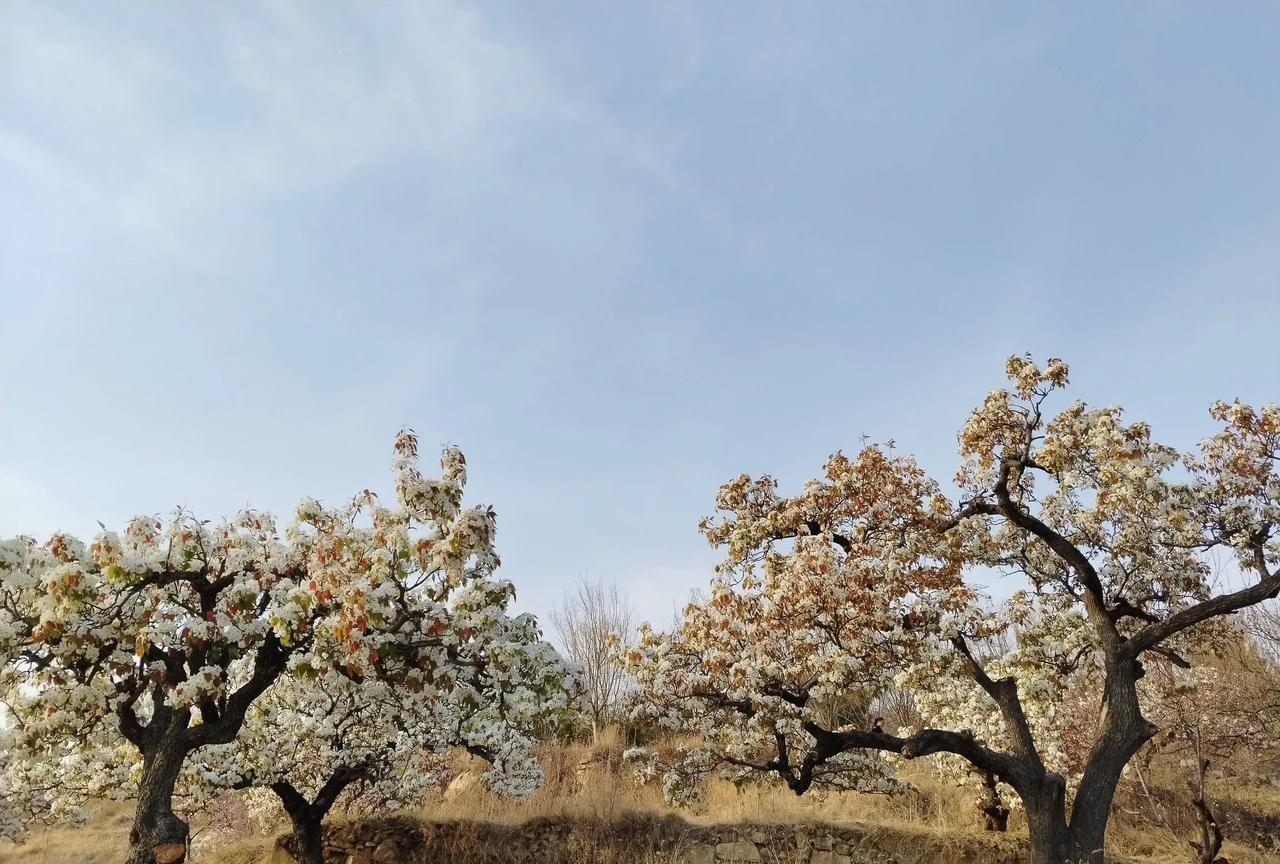 宁阳神童山与泰安夏张梨园
    这俩地方真是没得比！你以为像青岛的潍坊的济宁跑