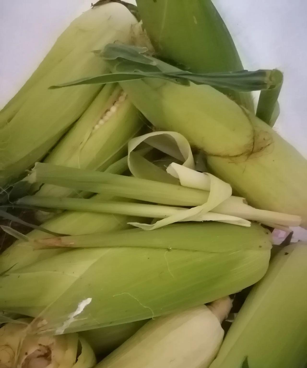 我现在感觉自己活得太独了，谁都不想搭理。老家的人给拿了些玉米，太多吃不了，本想送