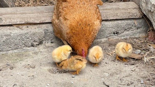 这只母鸡带娃的样子，像极了带娃的你我他