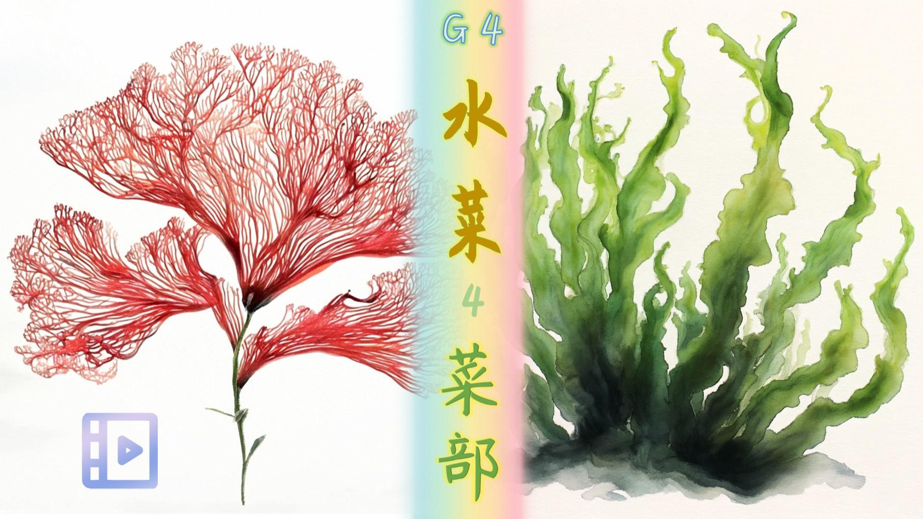 紫菜 石莼，鹿角菜 龙须菜《纲目》菜部–水菜类