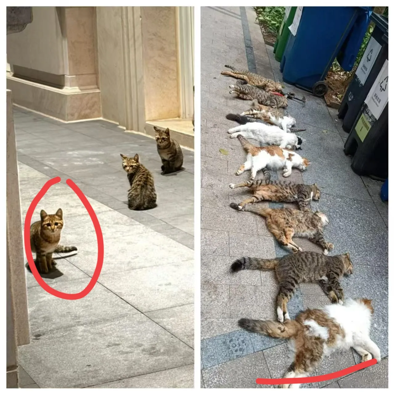 三亚女游客被蛇咬身亡，
给所有人上了一课，一定要善待流浪猫，因为银环蛇不仅是国家