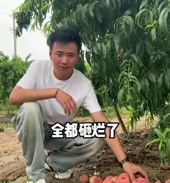金牌翻译终于带着奶奶来看怀远了，只可惜果园遭遇了一场灾难，让怀远心情不好。
怀远