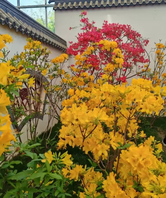 今早惊闻邻居死了，简直难以置信，他才49岁，昨天还在地里干活。
他承包了村民几十