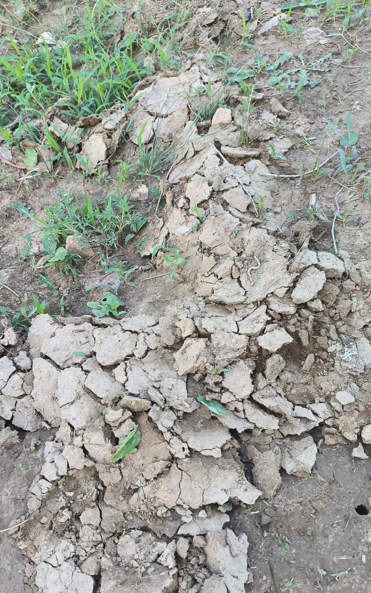 大堤上的地面被什么东西弄成这个样子，老爸说是地排子弄的，这地排子的名称就是我们当