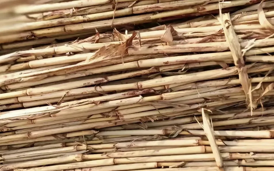 这高粱杆用你们当地方言怎么讲？