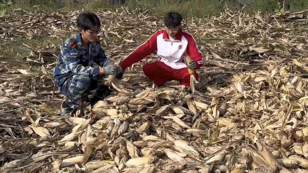 国庆8天假大一学生在家掰了7天半的玉米：我多弯一次腰，父母就少吃一点苦