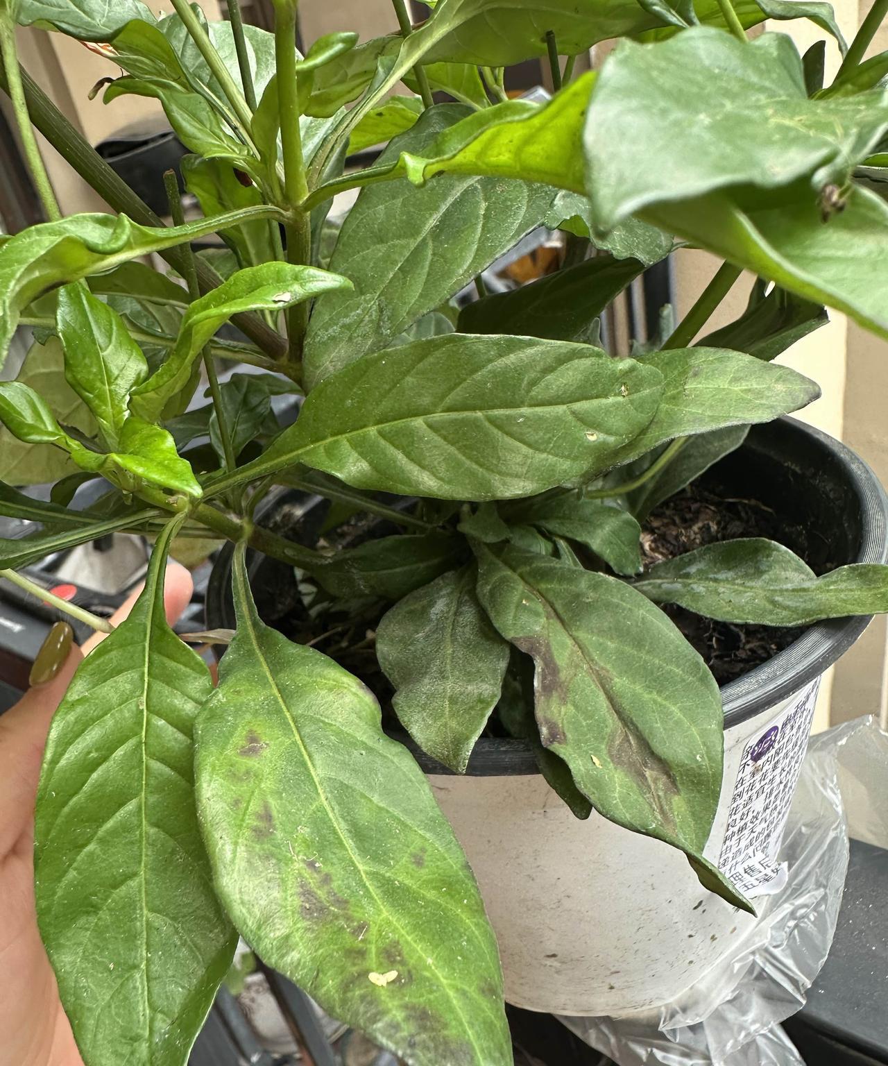 我从抖音买的，刚收到货，叶子上密密麻麻都是黑色的斑点，然后一碰就碎了掉叶子，老板