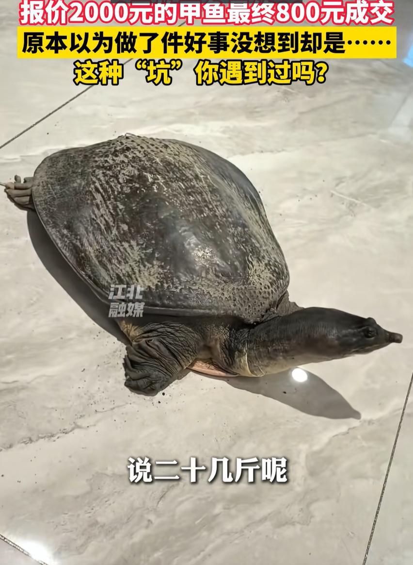 林女士介绍，当时在路边看到一位大叔售卖甲鱼，发现甲鱼很大，就想着买下来放生，大叔